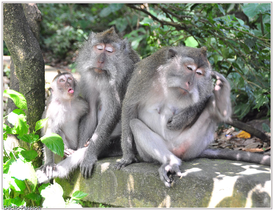 Monkeys forest - Bali -
