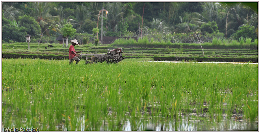 Dans les rizières près de Ubud - Bali -