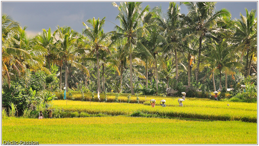 Récolte du riz - Bali -