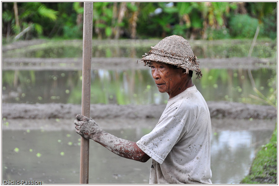 Préparatifs de la rizière - Bali -