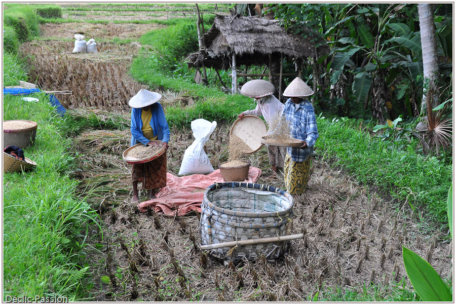 Récolte du riz - Ubud - Bali -