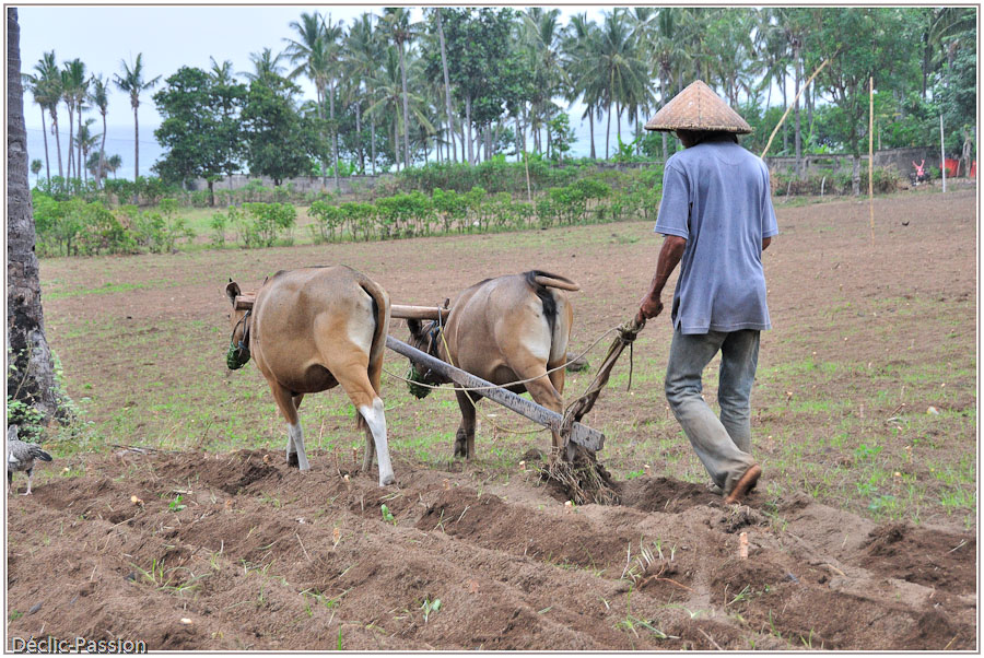 Labourage dans le nord de Lombok