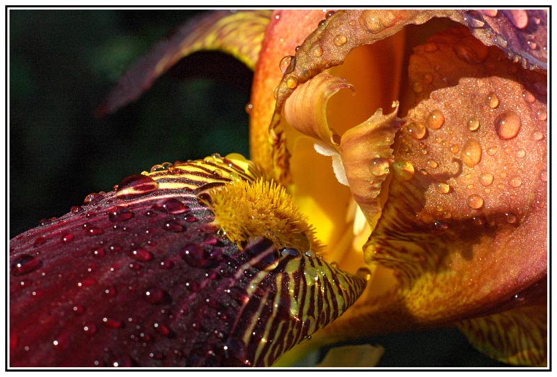 RG_Iris perlé_0003