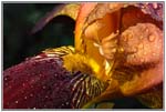 RG_Iris perlé_0003