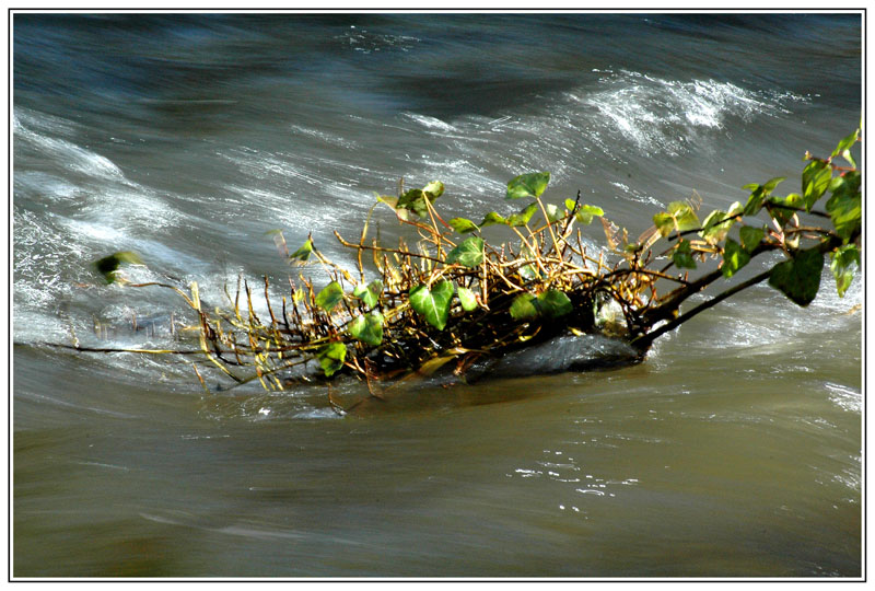 Lierre d'eau