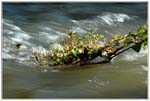 Lierre d'eau