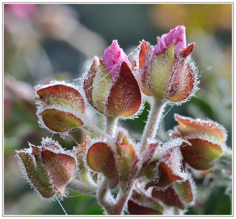 Fleurs givrées