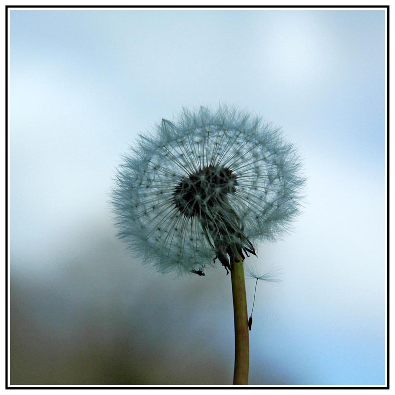 RG_pissenlit de rosanbo_1507 c