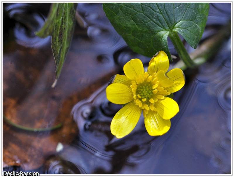 Printemps vers Troguery