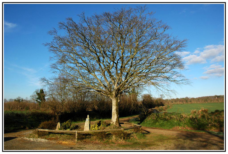 RG_arbre Ste Jeune_0746