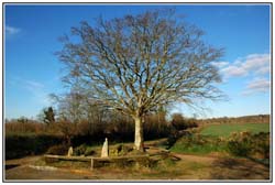 RG_arbre Ste Jeune_0746
