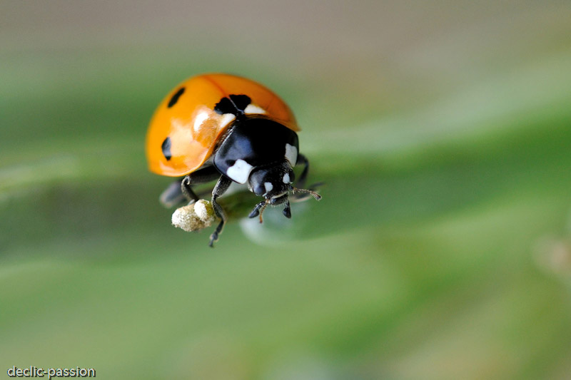 La coccinelle