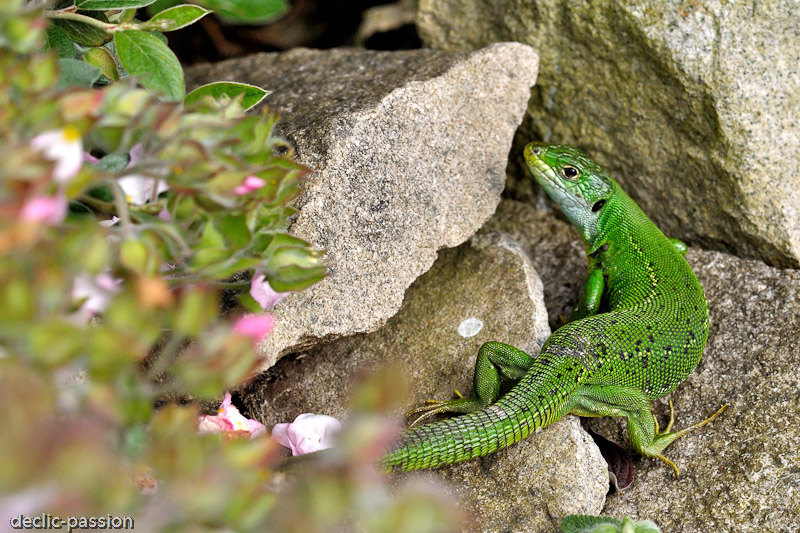 Le lézard vert