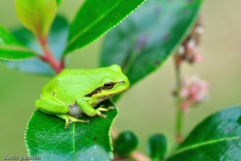 La rainette verte
