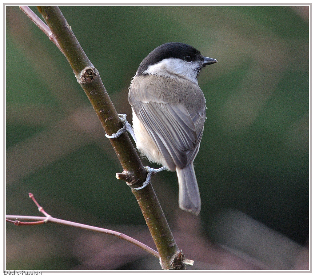 Mésange nonnette