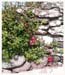 ieplante6411gf