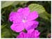 ieplante6695gf