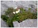 ieplante6698gf
