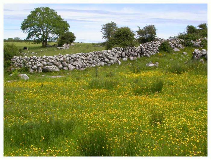 ieburren6664gf