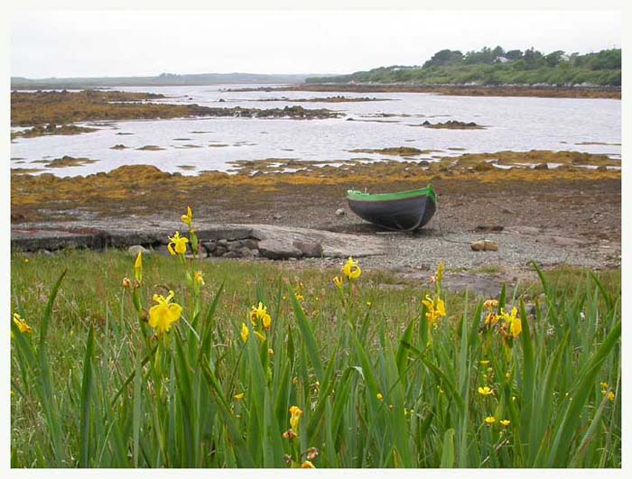 ieconnemara6939gf