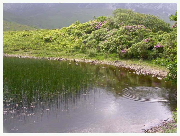 ieconnemara7049gf