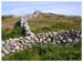 ieconnemara6783gf