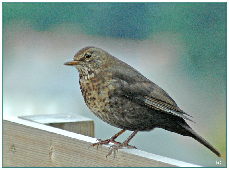 oiseau gris copie