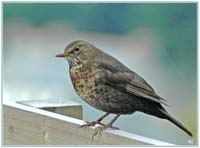 oiseau gris copie