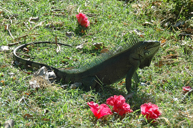 DSC_8966