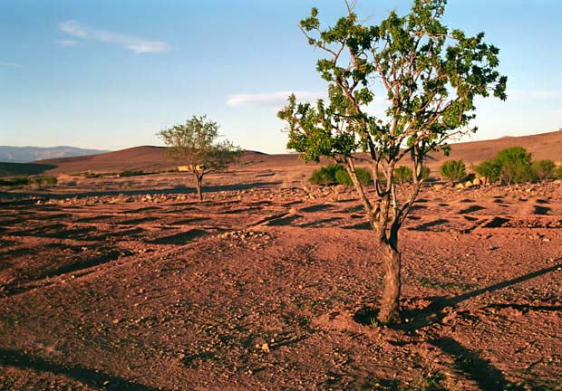 sarho végétation (1)