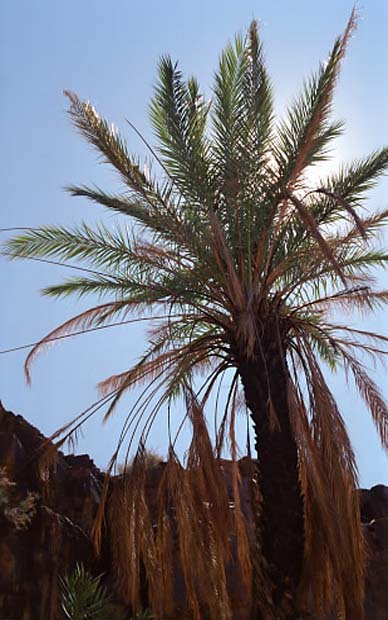 sarho végétation (11)