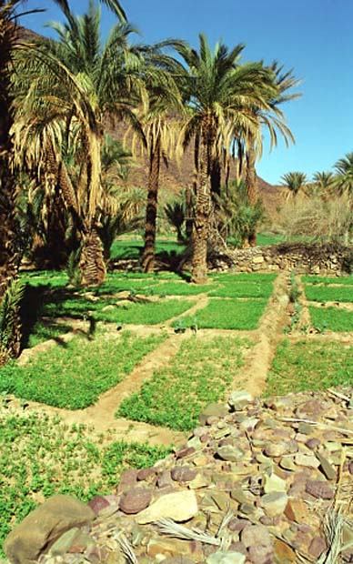 sarho végétation (13)