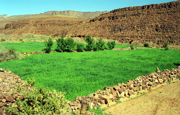 sarho végétation (4)