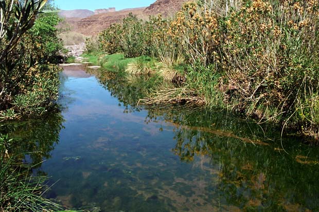 sarho végétation (5)