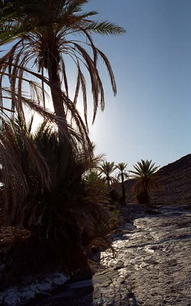 sarho végétation (6)