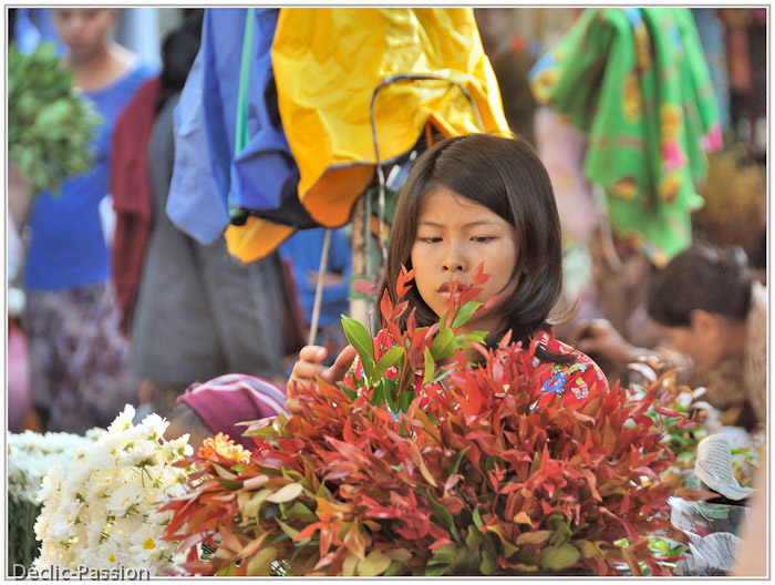 La petite marchande de fleurs