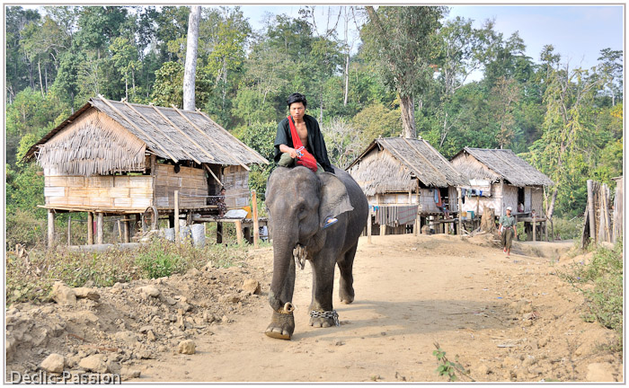 Jeune éléphant en cours de dressage