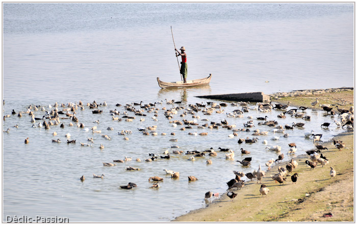 Les canards sont légion sur le lac