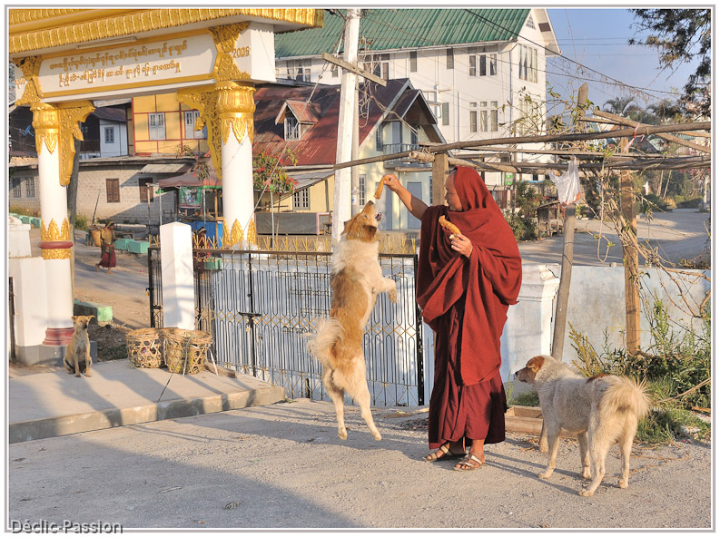 Le moine dompteur de chien