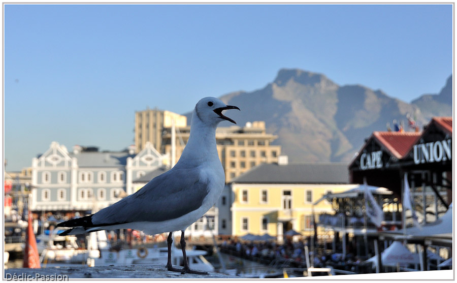Cape Town