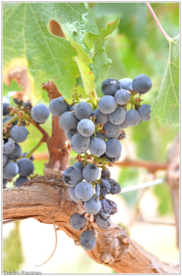 La route des vins