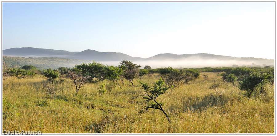 Brume du matin sur le bush