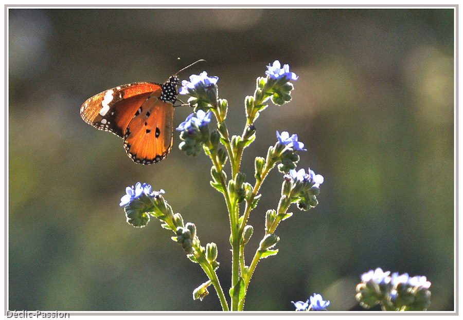 Le papillon gourmand