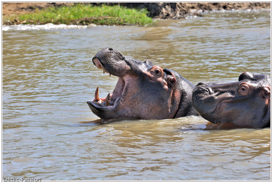 Hippopotame