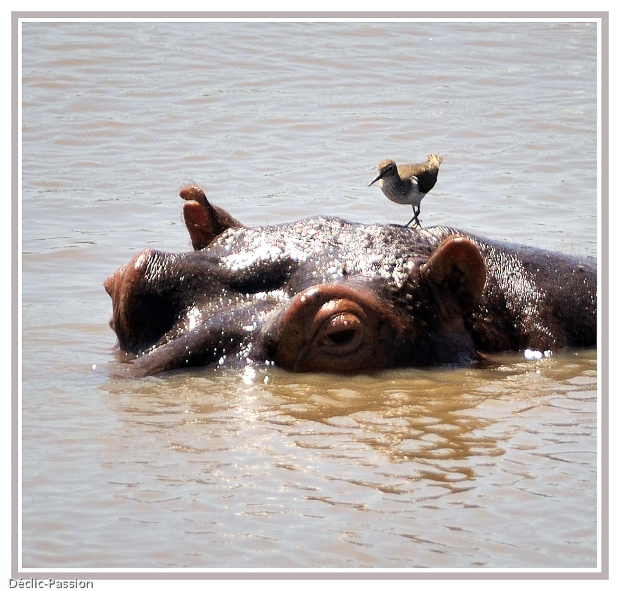 Hippopotame