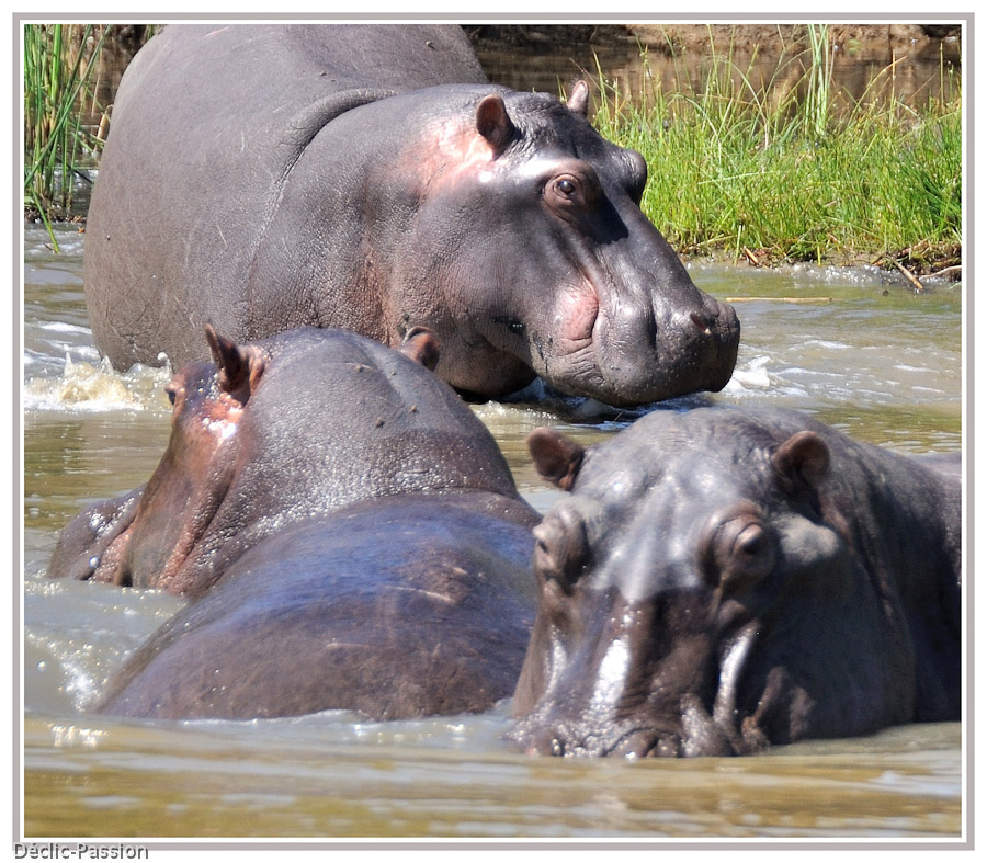 Hippopotame