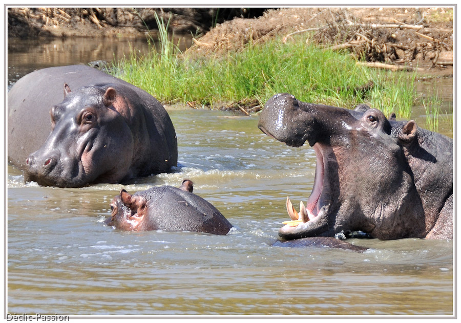 Hippopotame