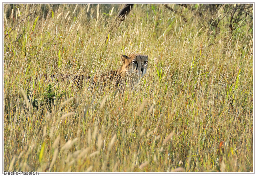 Le guépard