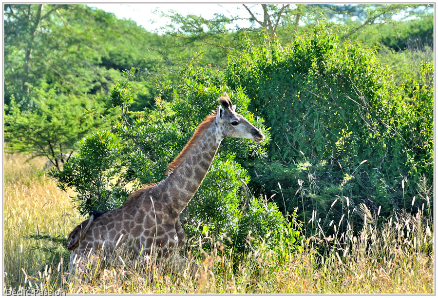 La girafe