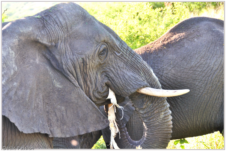 L'éléphant